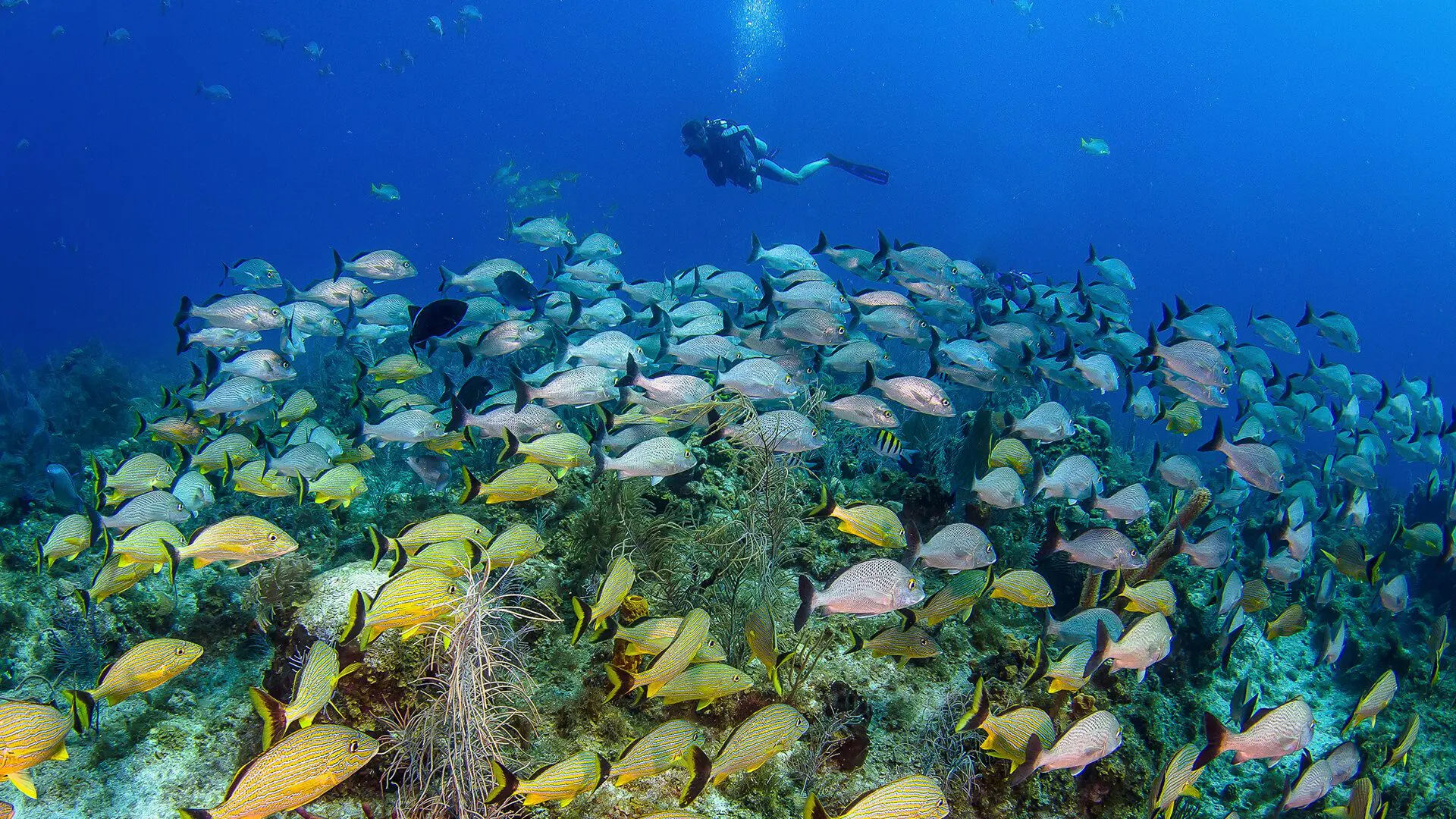 Best Time for Scuba Diving in the Cayman Islands