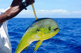 Best Fishing in the Cayman Islands